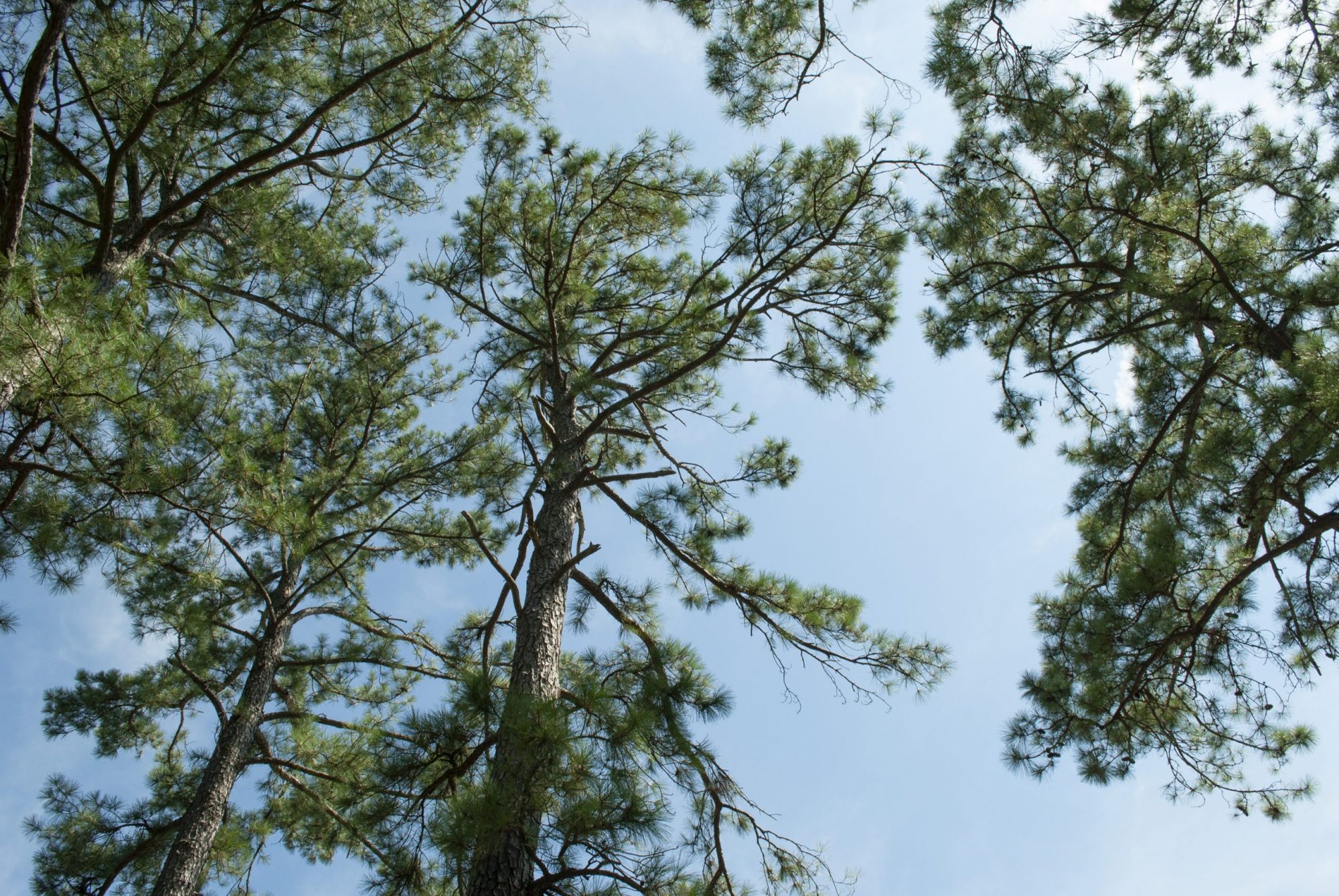 Large Pines on Coastal Campus