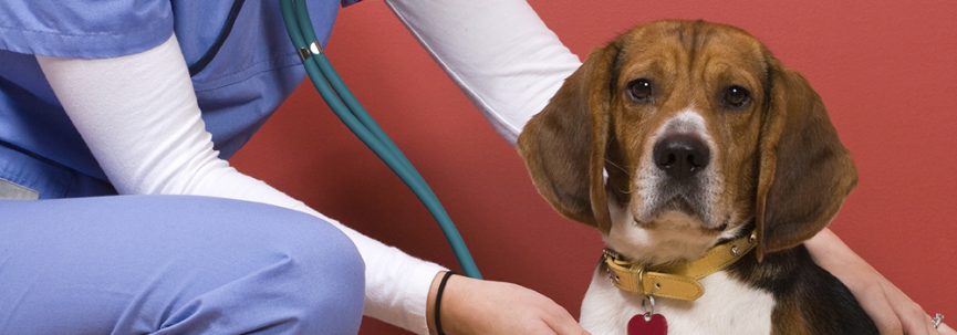 Veterinary Office Assistant Coastal Carolina Community College